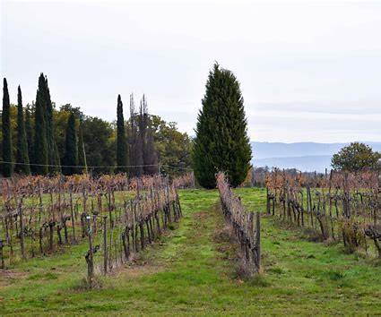 Avignonesi, Vino Nobile di Montepulciano 2020 (6 x 75cl) - Rue Pinard